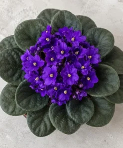 Purple African Violet Live Plant, 3-5 Inch Tall in 4 Inch Pot, Blooming Houseplant - Image 6