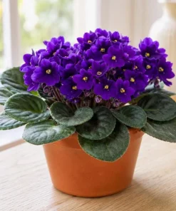 Purple African Violet Live Plant, 3-5 Inch Tall in 4 Inch Pot, Blooming Houseplant - Image 7