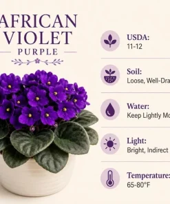 Purple African Violet Live Plant, 3-5 Inch Tall in 4 Inch Pot, Blooming Houseplant - Image 8