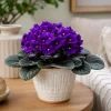 Purple African Violet Live Plant, 3-5 Inch Tall in 4 Inch Pot, Blooming Houseplant - Image 1