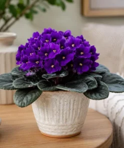 Purple African Violet Live Plant, 3-5 Inch Tall in 4 Inch Pot, Blooming Houseplant - Image 1
