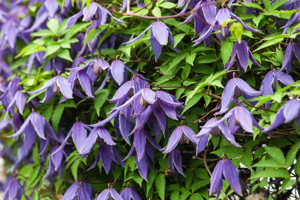 Purple Alpine Clematis Seeds - Virgin's Bower Flower Vine - 10 Seeds - Image 2