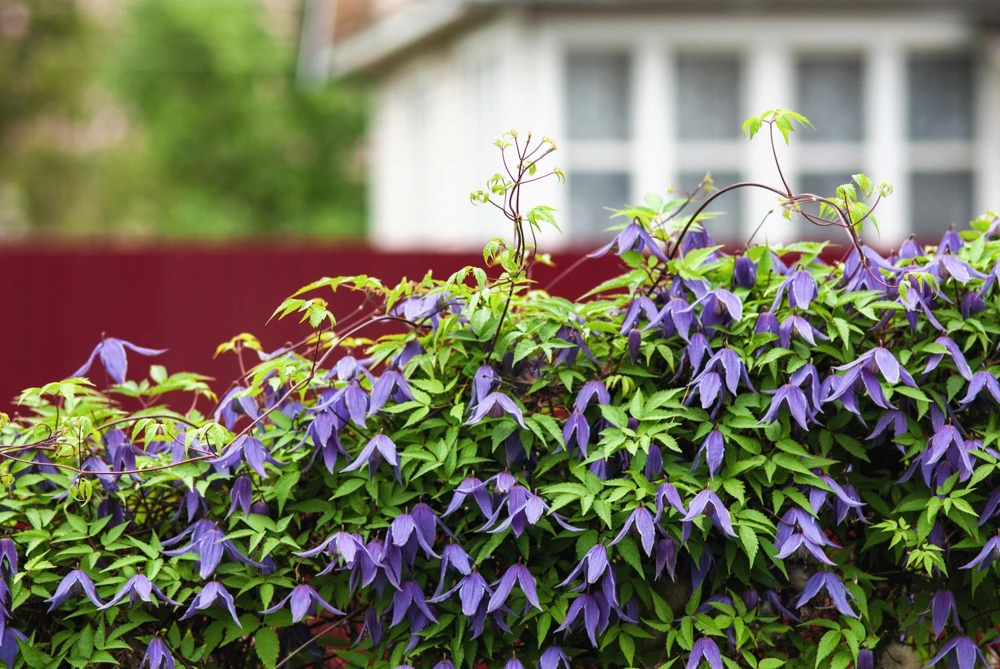 Purple Alpine Clematis Seeds - Virgin's Bower Flower Vine - 10 Seeds - Image 3