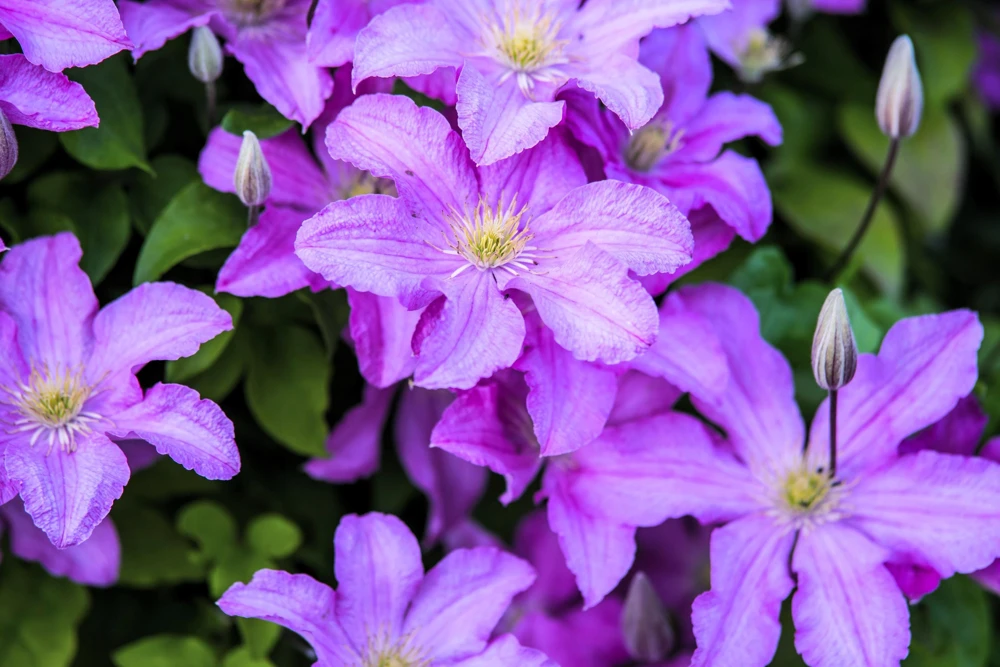 Purple Alpine Clematis Seeds - Virgin's Bower Flower Vine - 10 Seeds - Image 4