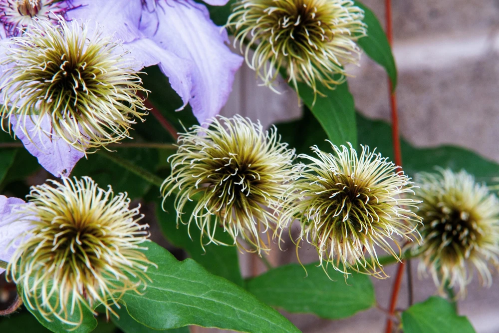 Purple Alpine Clematis Seeds - Virgin's Bower Flower Vine - 10 Seeds - Image 5