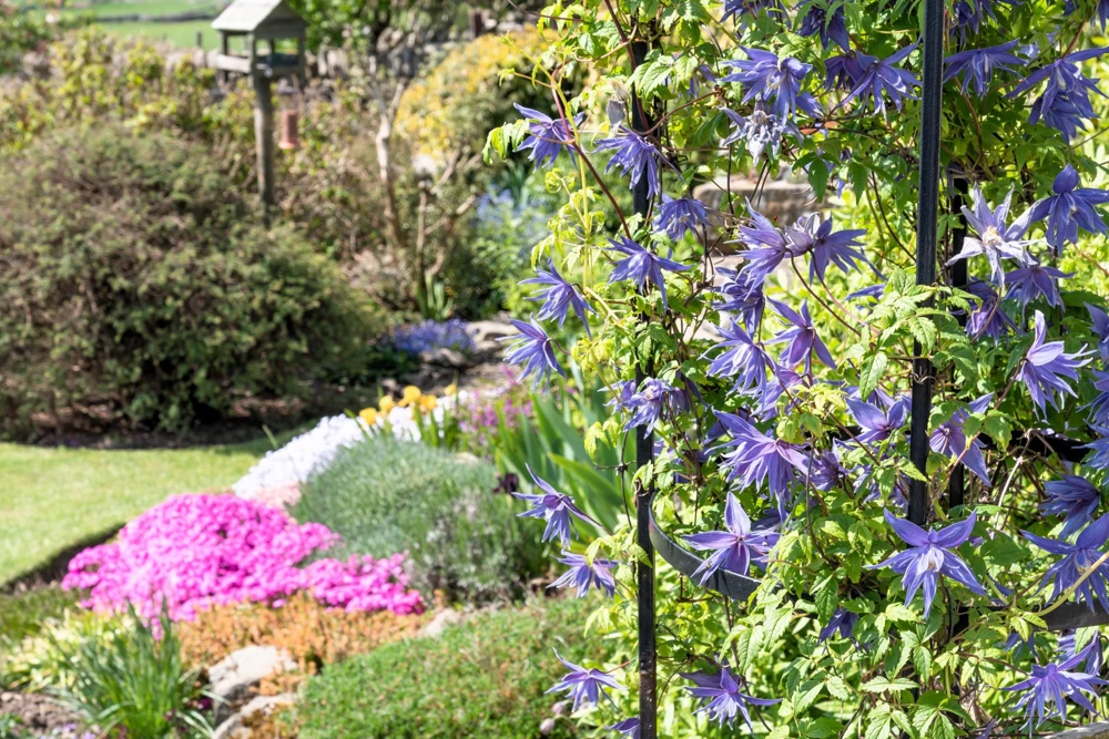 Purple Alpine Clematis Seeds - Virgin's Bower Flower Vine - 10 Seeds - Image 6