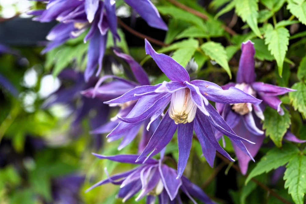 Purple Alpine Clematis Seeds - Virgin's Bower Flower Vine - 10 Seeds - Image 7