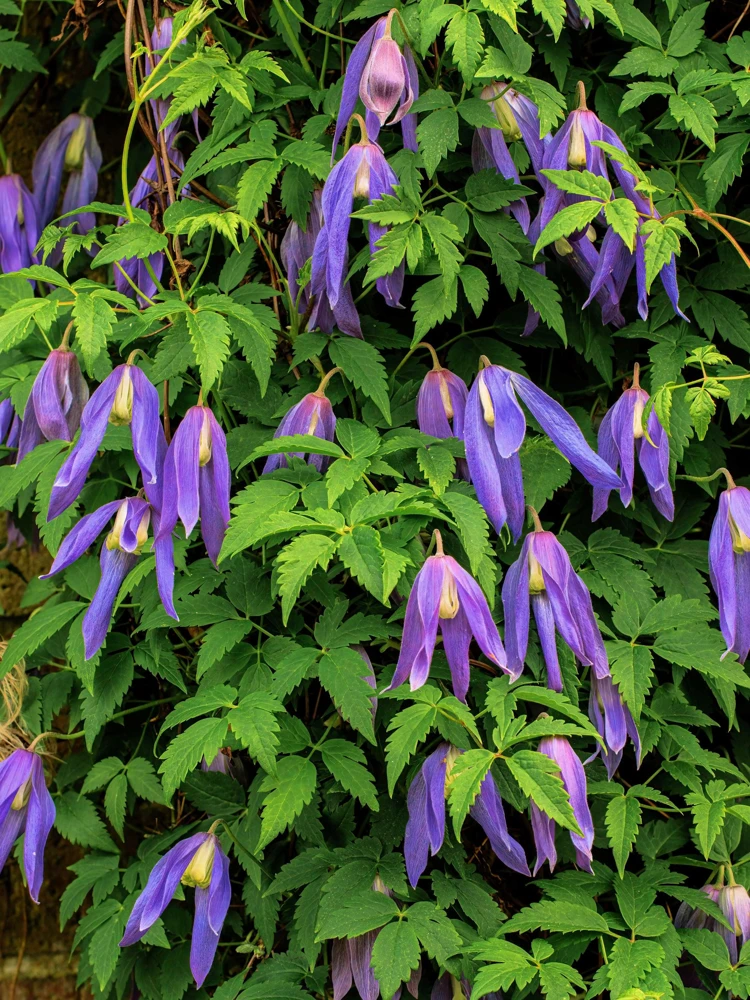 Purple Alpine Clematis Seeds - Virgin's Bower Flower Vine - 10 Seeds - Image 8