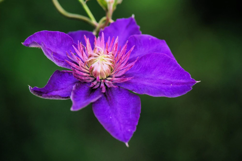 Purple Alpine Clematis Seeds - Virgin's Bower Flower Vine - 10 Seeds - Image 9