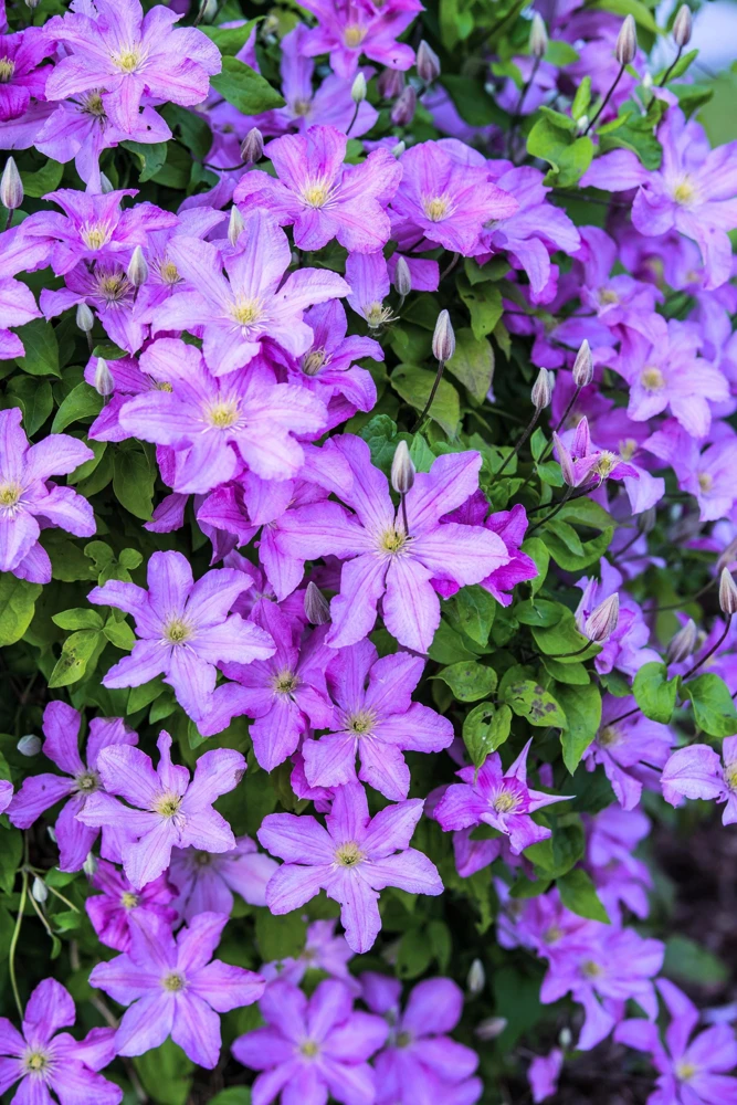 Purple Alpine Clematis Seeds - Virgin's Bower Flower Vine - 10 Seeds - Image 1