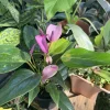 Purple Anthurium Live Plant - Tropical Flamingo Lily Houseplant - Image 1