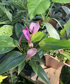 Purple Anthurium Live Plant - Vibrant Potted Houseplant - Image 1