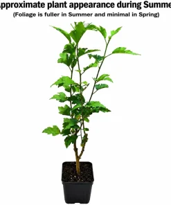 Purple Ardens Rose of Sharon Shrub - 10-16" Tall Live Plant - Quart Pot - Outdoor - Image 2