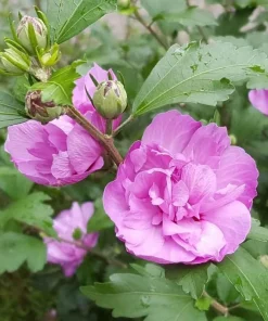 Purple Ardens Rose of Sharon Shrub - 10-16