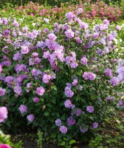 Purple Ardens Rose of Sharon Shrub - 10-16