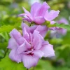 Purple Ardens Rose of Sharon Shrub - 10-16" Tall Live Plant - Quart Pot - Outdoor - Image 1