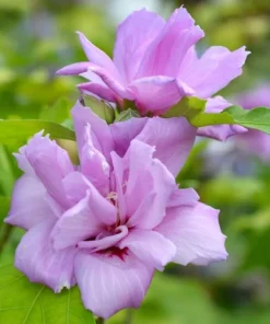 Purple Ardens Rose of Sharon Shrub - 10-16" Tall Live Plant - Quart Pot - Outdoor - Image 1