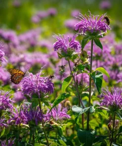 Purple Bergamot Monarda Media Wildflower Seeds - 50 Count Pollinator-Friendly - Image 2