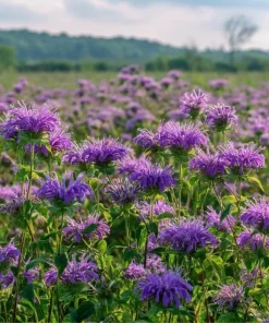 Purple Bergamot Monarda Media Wildflower Seeds - 50 Count Pollinator-Friendly - Image 3