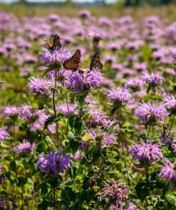 Purple Bergamot Monarda Media Wildflower Seeds - 50 Count Pollinator-Friendly - Image 4