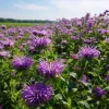 Purple Bergamot Monarda Media Wildflower Seeds - 50 Count Pollinator-Friendly - Image 1