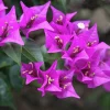 Purple Bougainvillea Glabra Lilac Live Plant - Hardy Tropical Vine, 4-6 inches, 2-Pack - Image 1