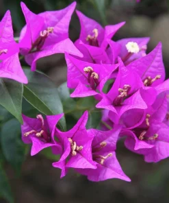 Purple Bougainvillea Glabra Lilac Live Plant - Hardy Tropical Vine, 4-6 inches, 2-Pack - Image 1