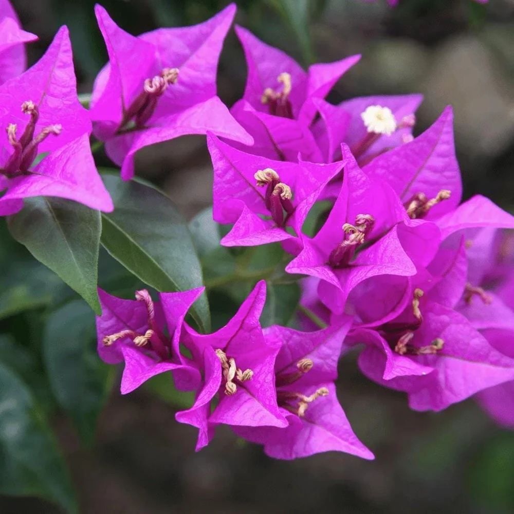 Purple Bougainvillea Glabra Lilac Live Plant - Hardy Tropical Vine, 4-6 inches, 2-Pack - Image 1