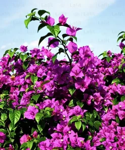 Purple Bougainvillea Glabra Lilac Live Plant - Hardy Tropical Vine, 4-6 inches, 2-Pack - Image 2