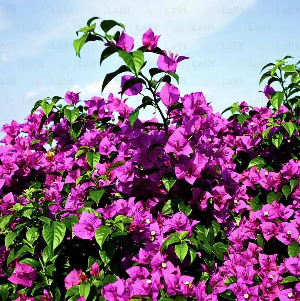 Purple Bougainvillea Glabra Lilac Live Plant - Hardy Tropical Vine, 4-6 inches, 2-Pack - Image 2