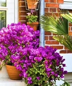 Purple Bougainvillea Glabra Lilac Live Plant - Hardy Tropical Vine, 4-6 inches, 2-Pack - Image 3