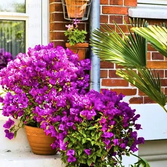 Purple Bougainvillea Glabra Lilac Live Plant - Hardy Tropical Vine, 4-6 inches, 2-Pack - Image 3