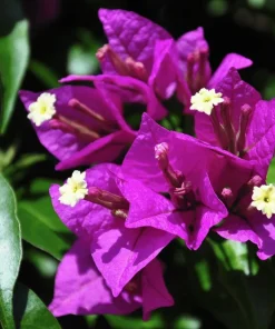 Purple Bougainvillea Glabra Lilac Live Plant - Hardy Tropical Vine, 4-6 inches, 2-Pack - Image 4