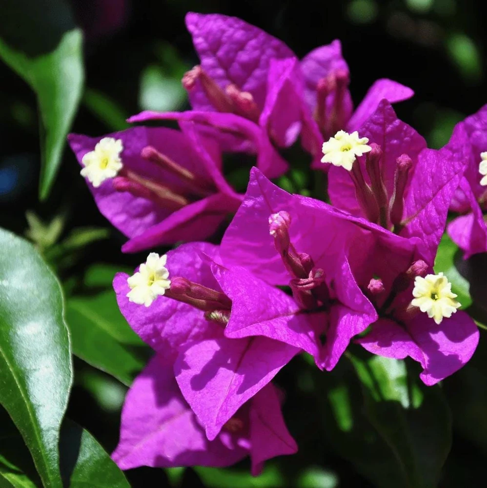 Purple Bougainvillea Glabra Lilac Live Plant - Hardy Tropical Vine, 4-6 inches, 2-Pack - Image 4