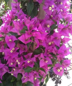 Purple Bougainvillea Glabra Lilac Live Plant - Hardy Tropical Vine, 4-6 inches, 2-Pack - Image 5