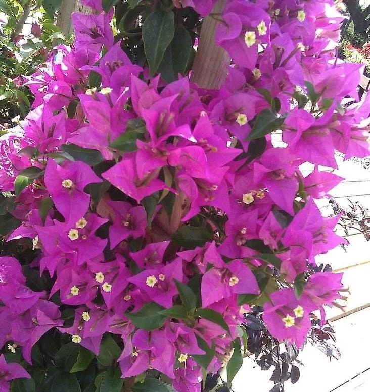 Purple Bougainvillea Glabra Lilac Live Plant - Hardy Tropical Vine, 4-6 inches, 2-Pack - Image 5