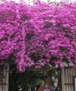 Purple Bougainvillea Glabra Lilac Live Plant - Hardy Tropical Vine, 4-6 inches, 2-Pack - Image 6
