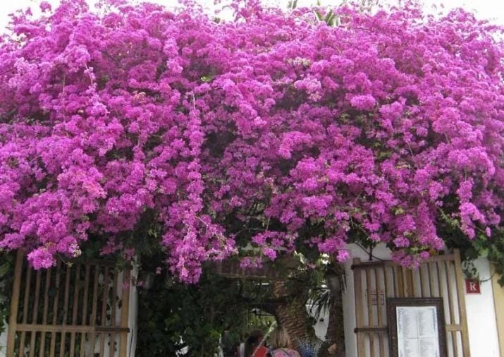 Purple Bougainvillea Glabra Lilac Live Plant - Hardy Tropical Vine, 4-6 inches, 2-Pack - Image 6