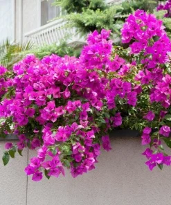 Purple Bougainvillea Live Plant - Elizabeth Angus - Pack of 2, 4-6 Inches Tall - Image 2