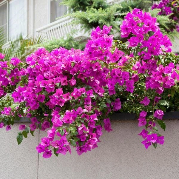 Purple Bougainvillea Live Plant - Elizabeth Angus - Pack of 2, 4-6 Inches Tall - Image 2