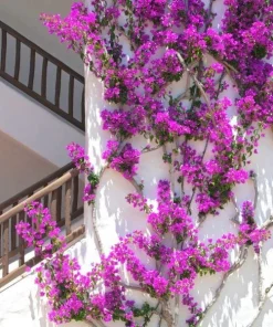 Purple Bougainvillea Live Plant - Elizabeth Angus - Pack of 2, 4-6 Inches Tall - Image 3