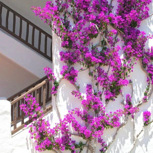 Purple Bougainvillea Live Plant - Elizabeth Angus - Pack of 2, 4-6 Inches Tall - Image 3