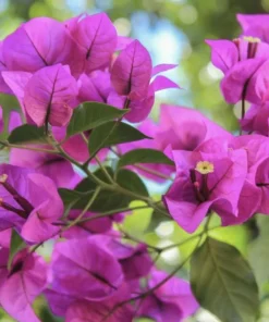 Purple Bougainvillea Live Plant - Elizabeth Angus - Pack of 2, 4-6 Inches Tall - Image 4