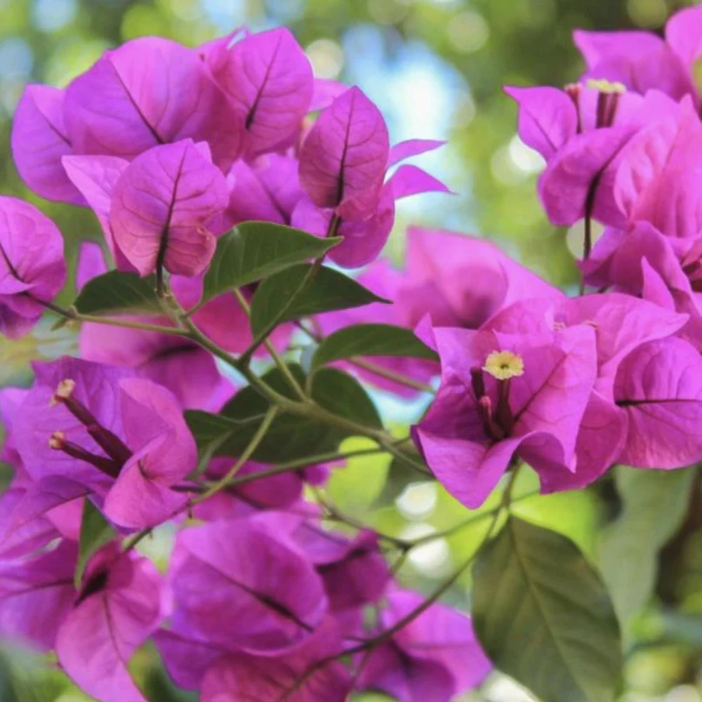 Purple Bougainvillea Live Plant - Elizabeth Angus - Pack of 2, 4-6 Inches Tall - Image 4
