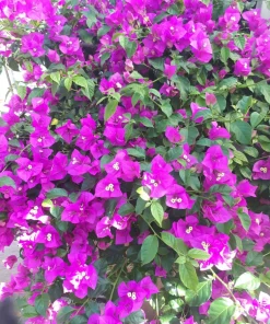 Purple Bougainvillea Live Plant - Elizabeth Angus - Pack of 2, 4-6 Inches Tall - Image 5