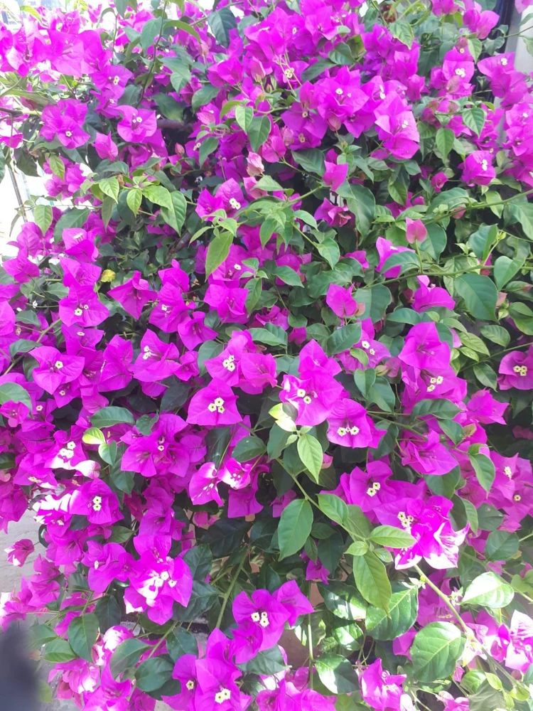 Purple Bougainvillea Live Plant - Elizabeth Angus - Pack of 2, 4-6 Inches Tall - Image 5