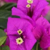 Purple Bougainvillea Live Plant - Elizabeth Angus - Pack of 2, 4-6 Inches Tall - Image 1