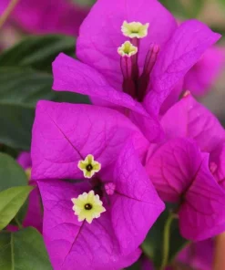 Purple Bougainvillea Live Plant - Elizabeth Angus - Pack of 2, 4-6 Inches Tall - Image 1