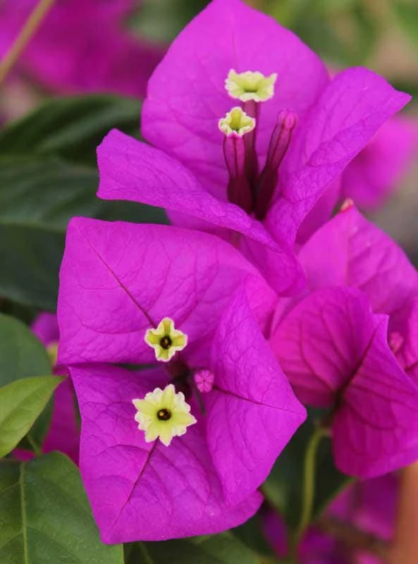 Purple Bougainvillea Live Plant - Elizabeth Angus - Pack of 2, 4-6 Inches Tall - Image 1
