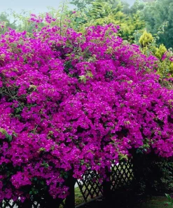 Purple Bougainvillea Live Plant - New River Vine - Pack of 2, 5-9 Inches Tall, Deep Violet Climber - Image 2